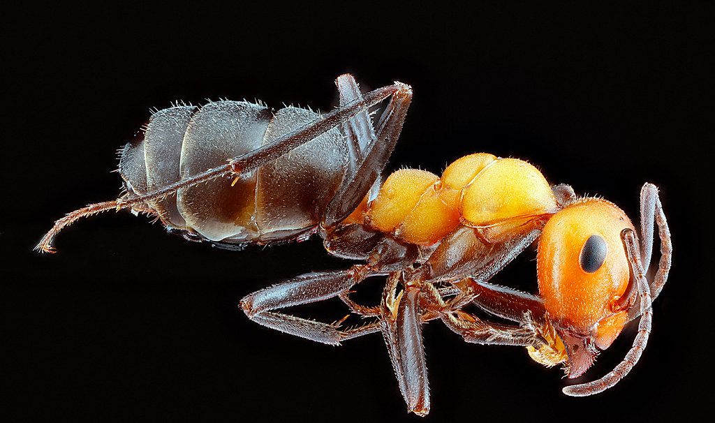Ant Control service in Charleston, SC