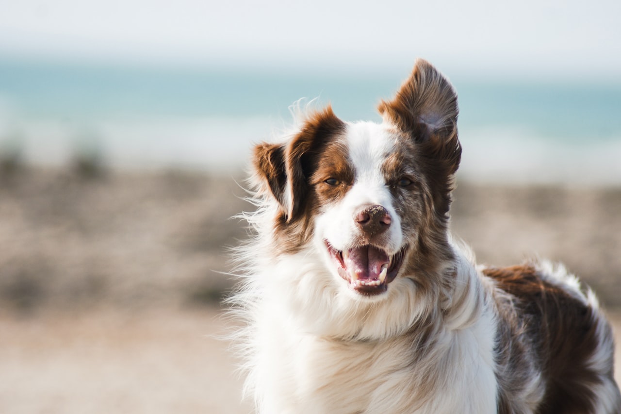 Flea & Tick Control service in Charleston, SC