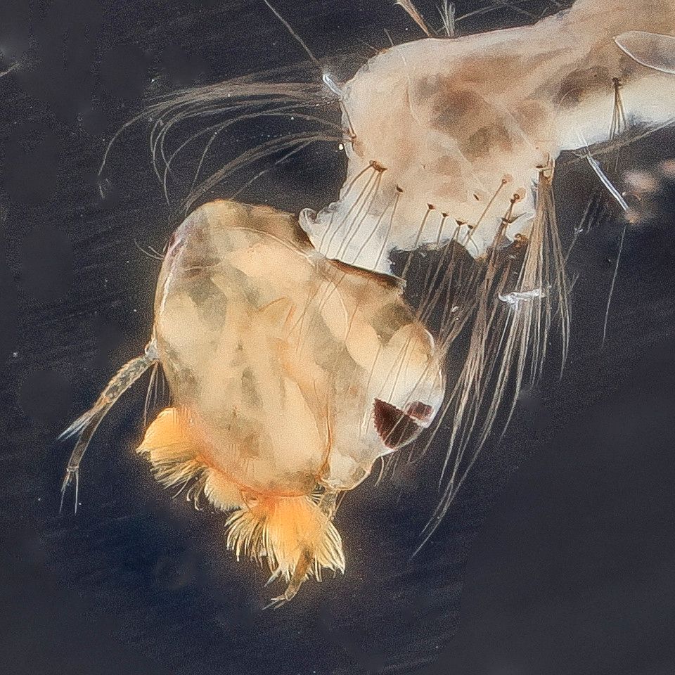 Mosquito Control service in Charleston, SC