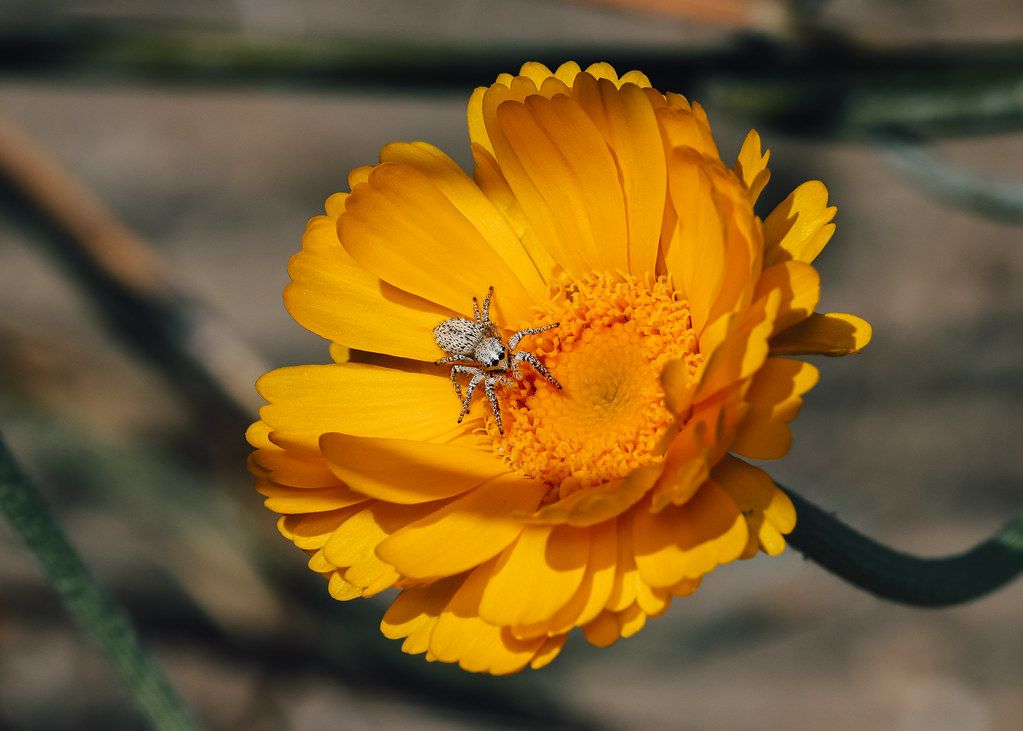 Spider Control service in Charleston, SC